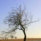 Winterstimmung im Weinberg