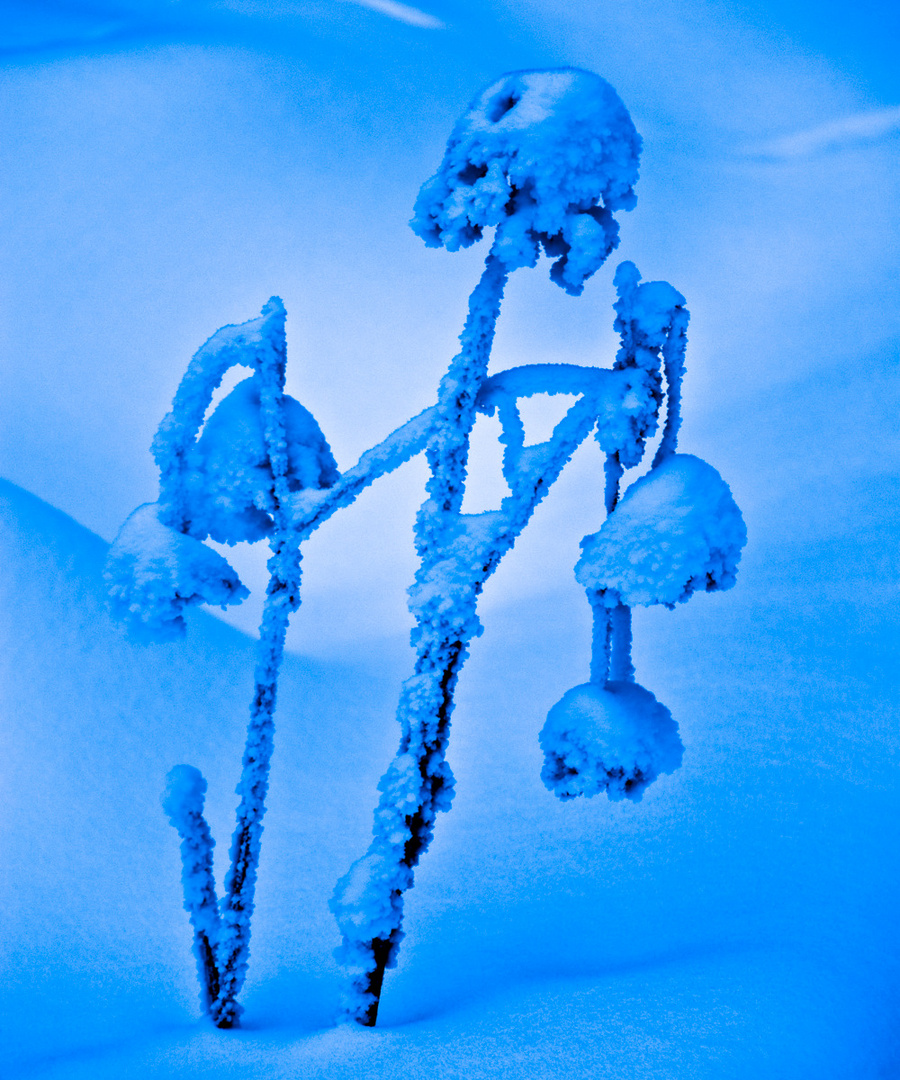 Winterstimmung in blau