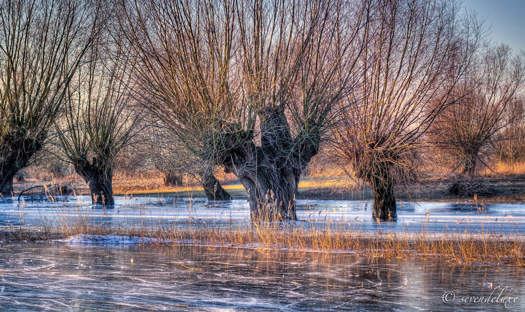 Winterstimmung in den Rheinwiesen