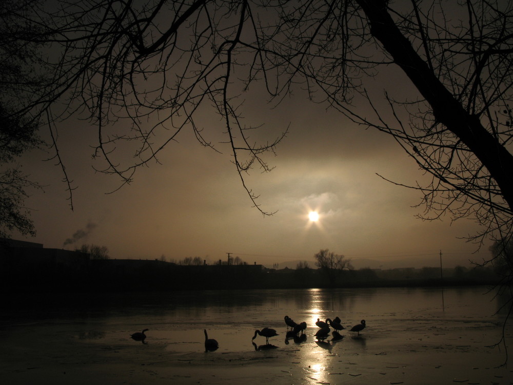 Winterstimmung mit Gänsen am Teich in Wernigerode