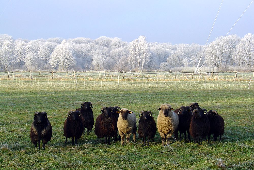 Winterstimmung mit Schafen