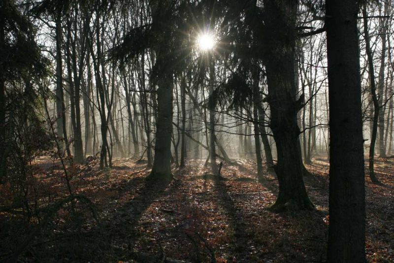 Winterstimmung ohne Schnee dafür im Nebel