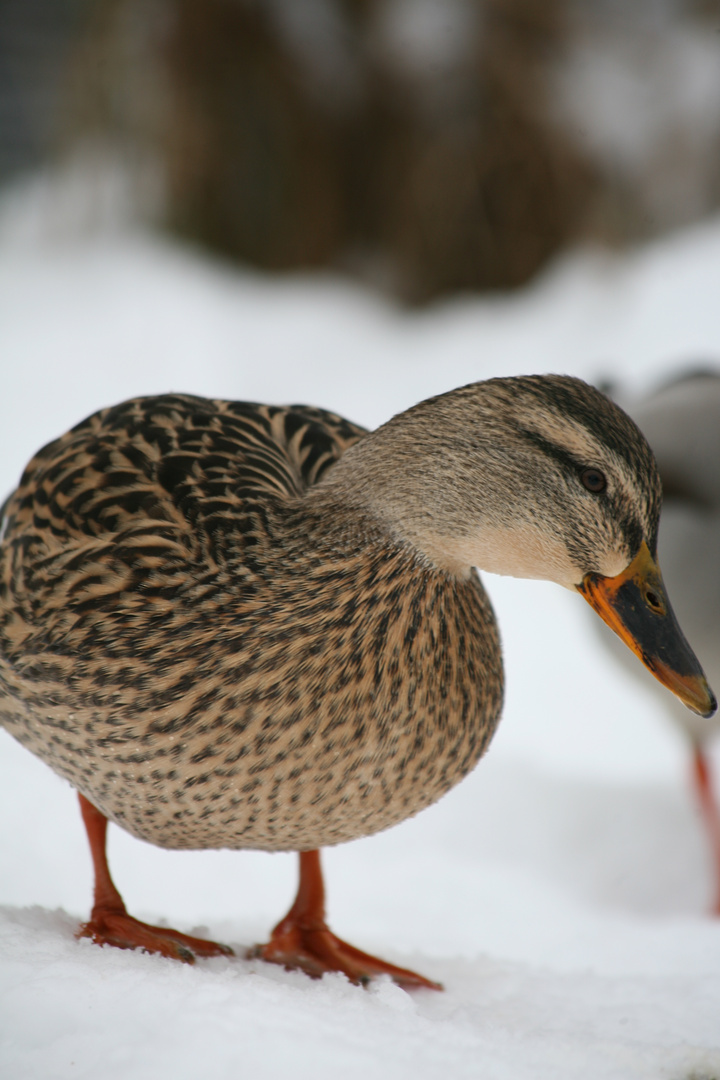 Winter,Stockente!