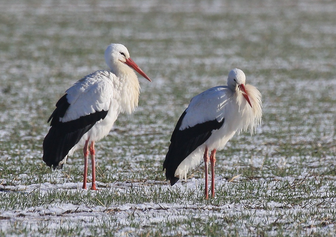 Winterstörche aus Dinker ziehen zur Deponie Werl um