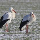 Winterstörche aus Dinker ziehen zur Deponie Werl um