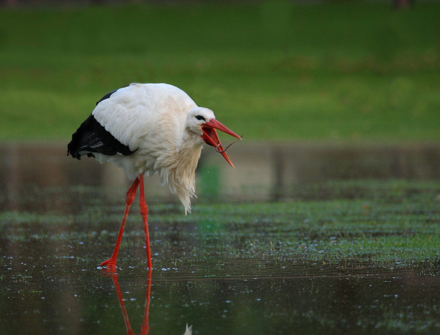 Winterstorch