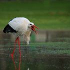 Winterstorch