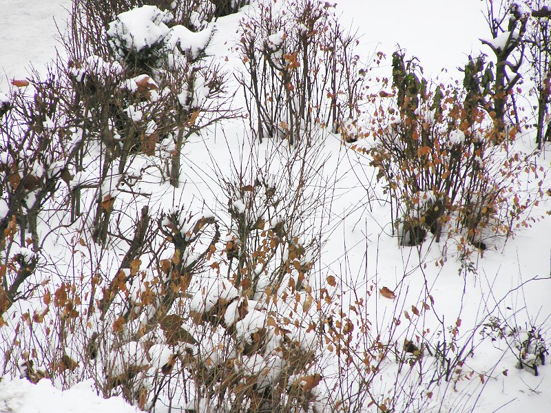 Winterstrukturen