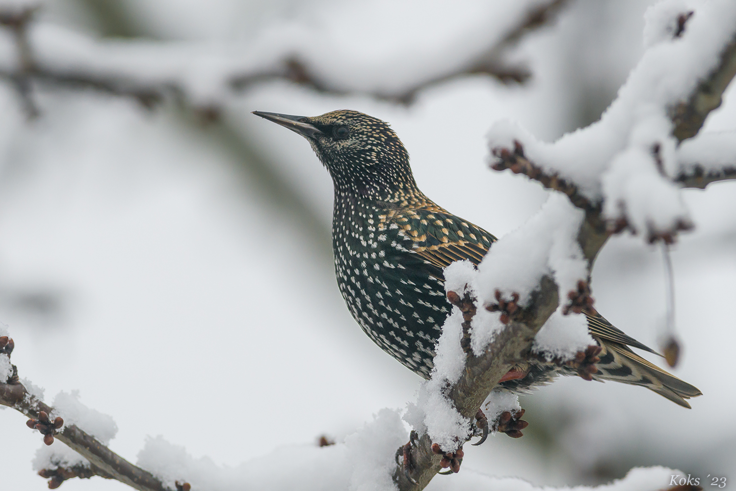 WinterSturnus