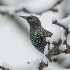 WinterSturnus