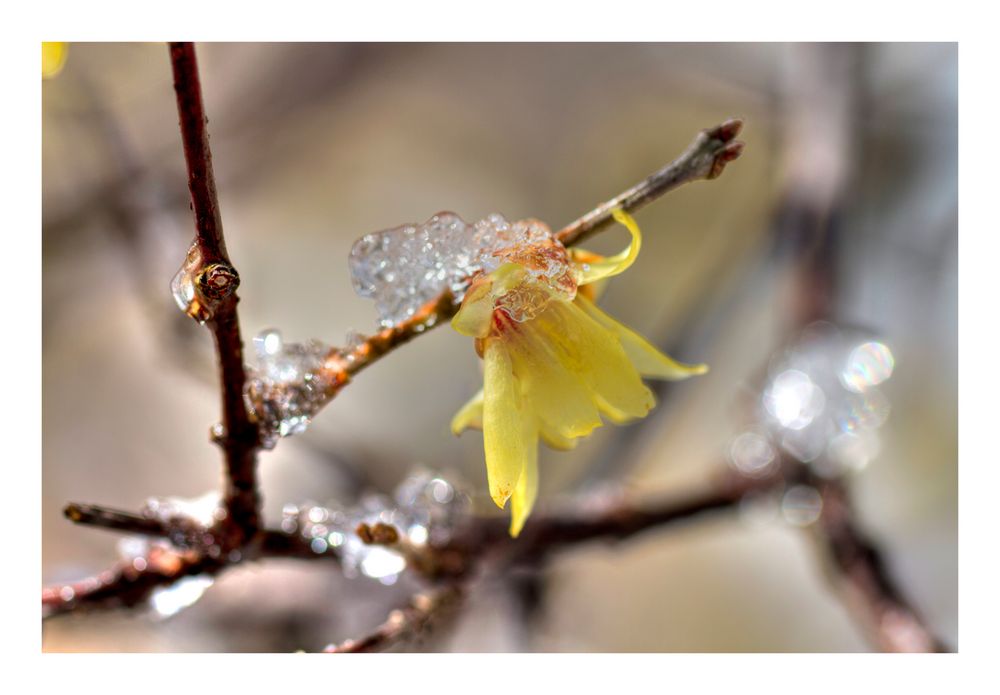 Wintersweet