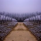 Wintersymmetrie im Weinberg