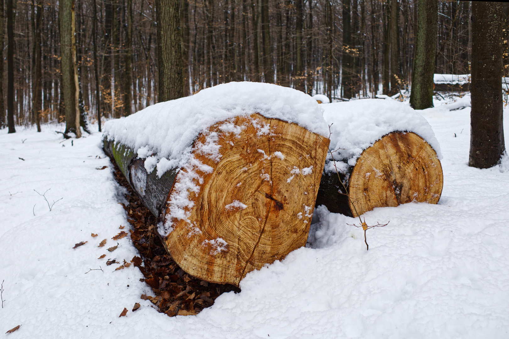 Winterszene im Laubwald