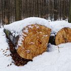 Winterszene im Laubwald