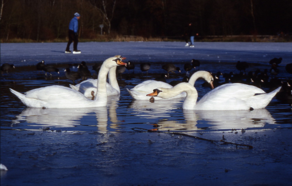 Wintertag am Rotbachsee in Hiesfeld