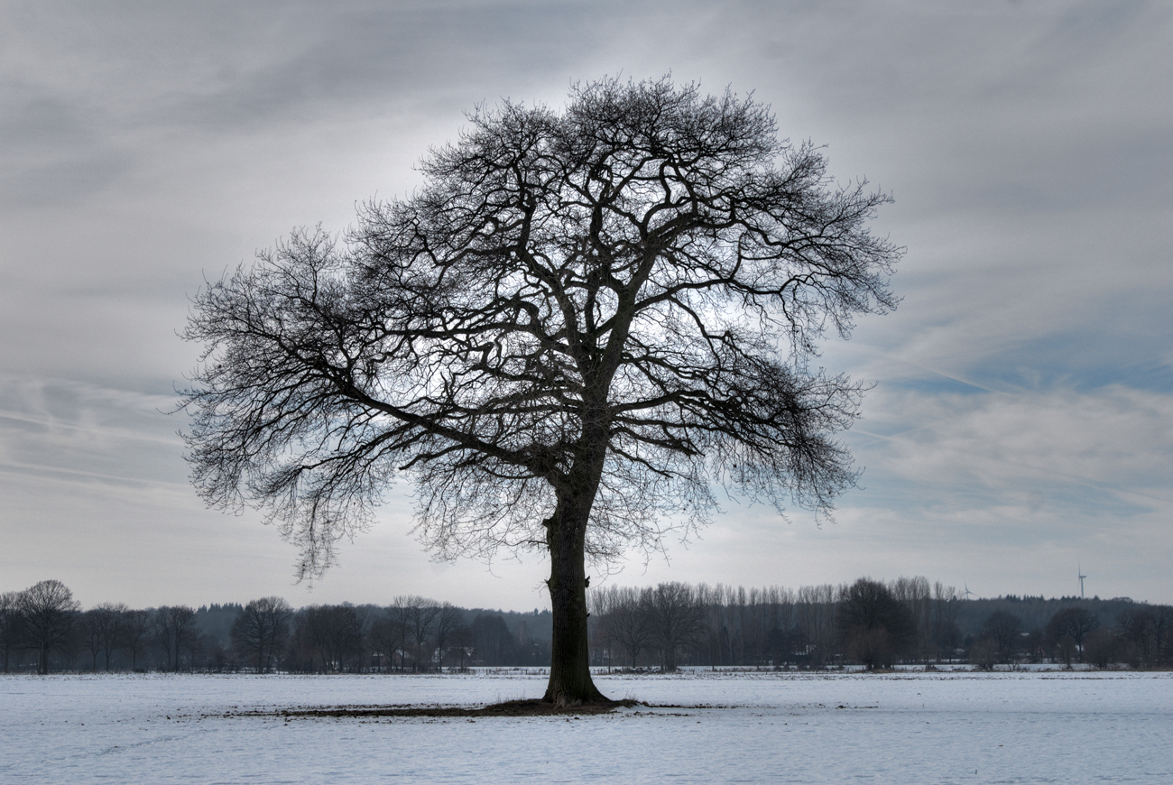 Wintertag in der Wesermarsch