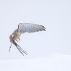Wintertage für Falken(1)