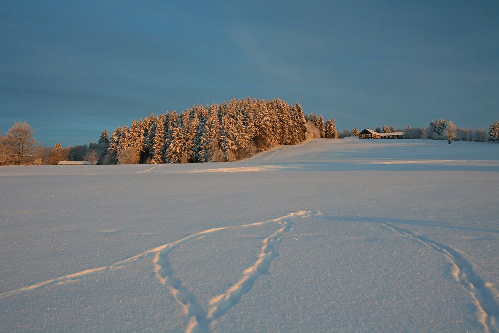 Wintertage im Harz (2)