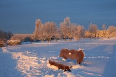 Wintertage im Harz (3)