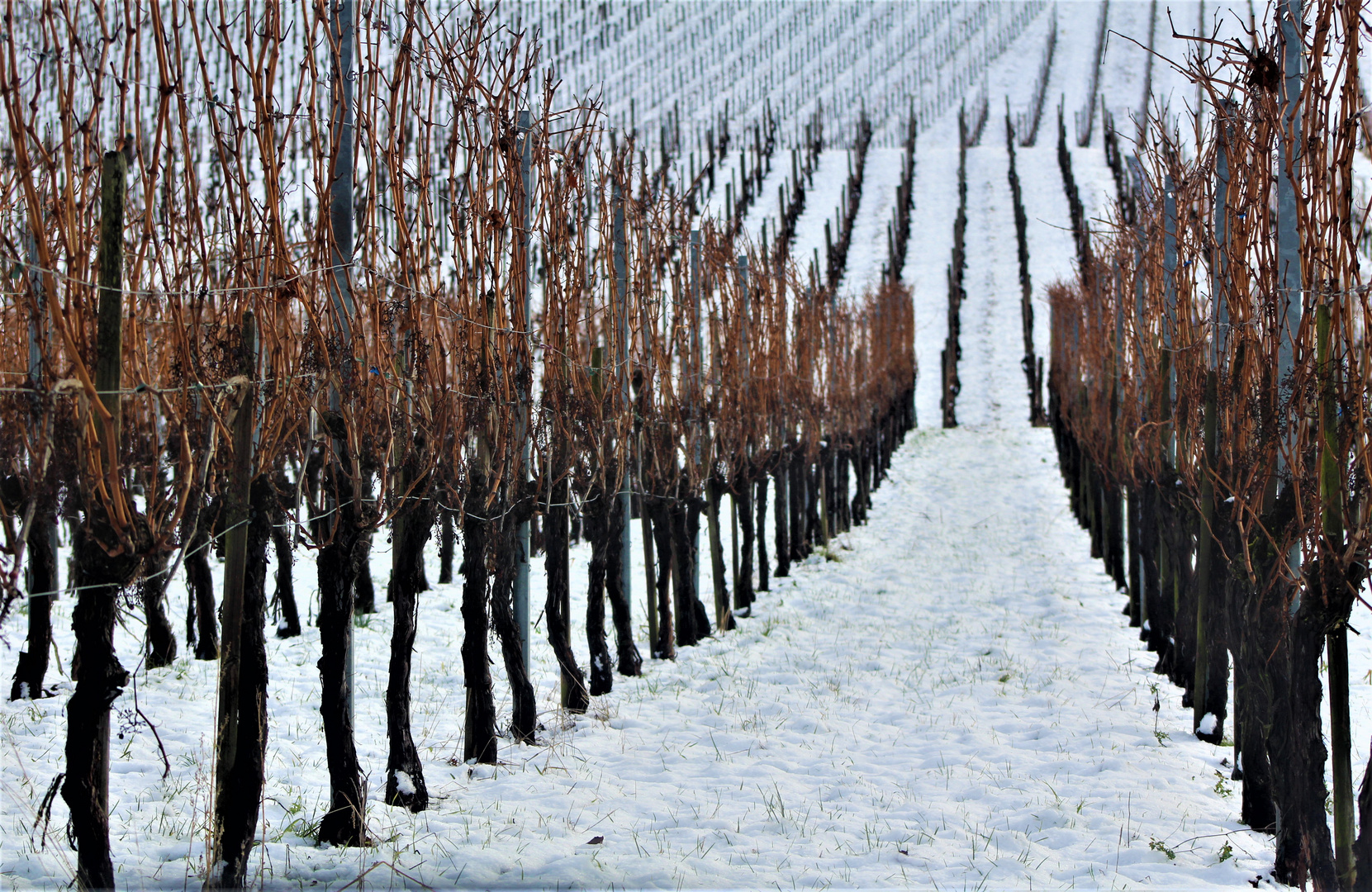 Wintertage im Weinberg