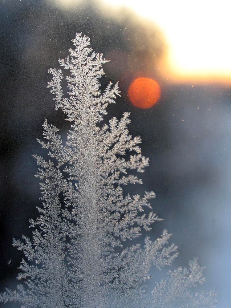 Wintertanne am Morgen