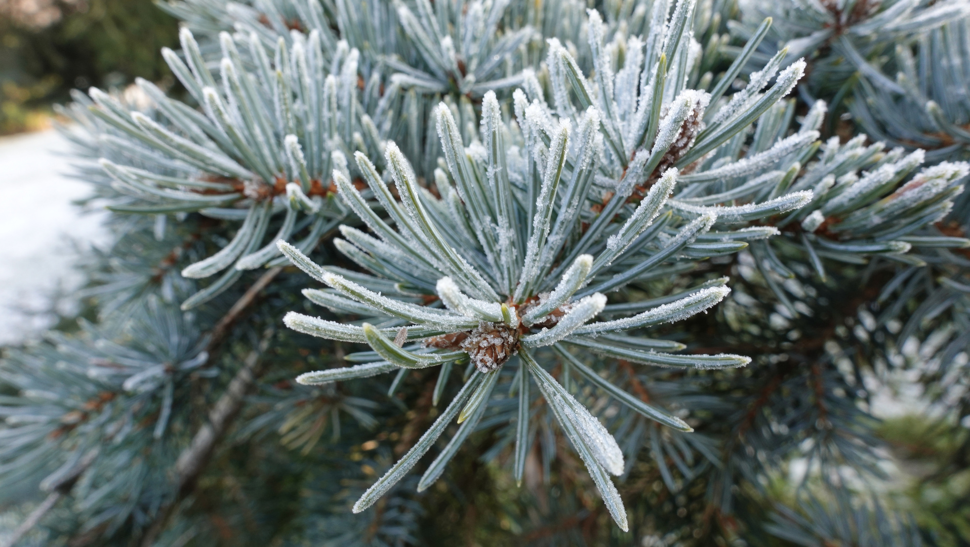 Wintertannenbaum