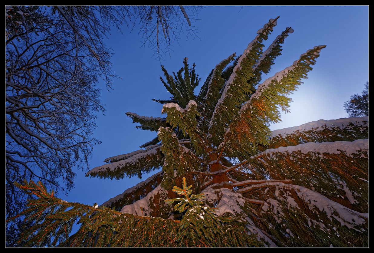 Wintertannenlichtspielerei