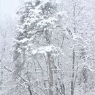 Wintertanz der Bäume