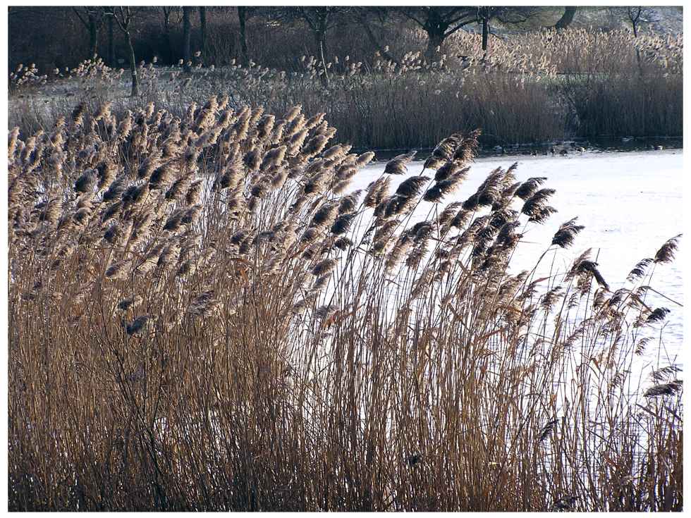 winterteich IV