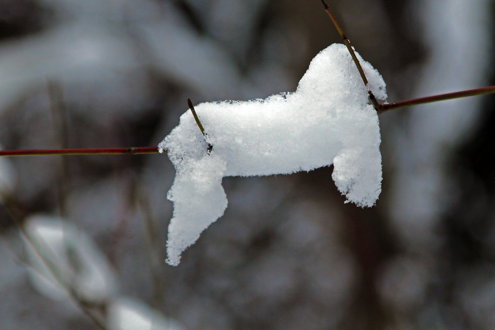 Wintertierchen