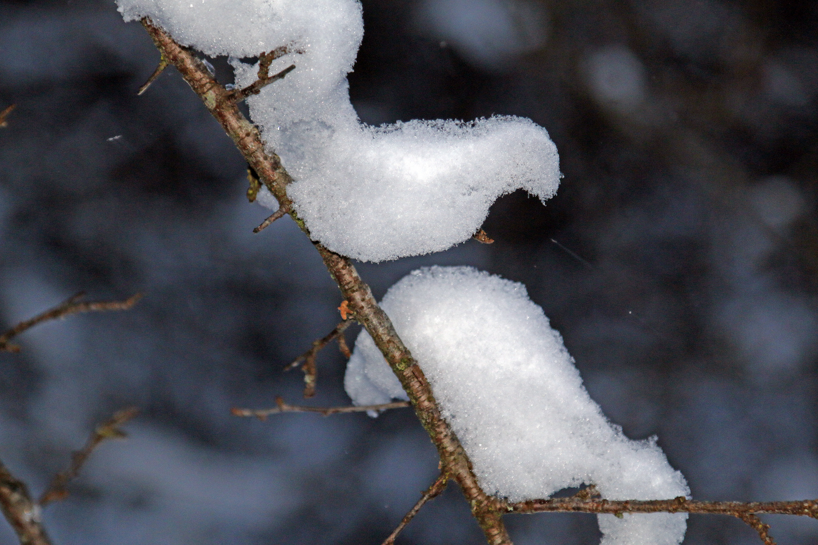 Wintertierchen