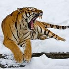 Wintertiger