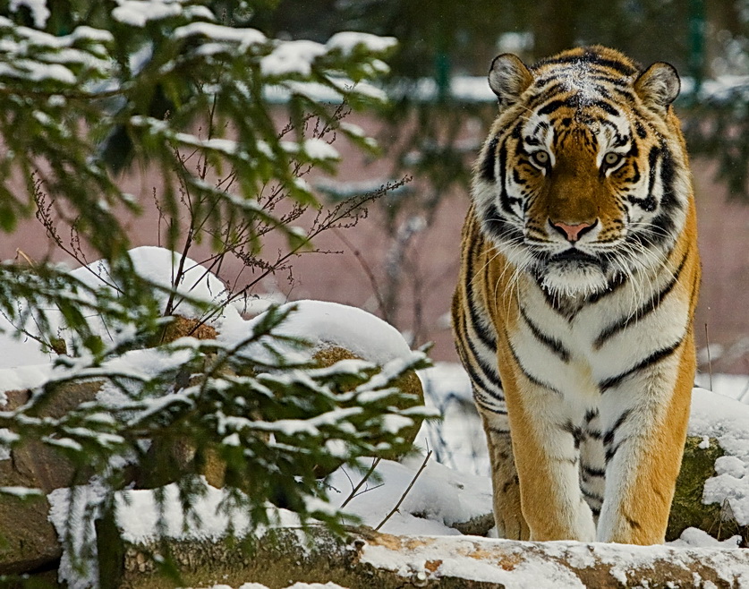 Wintertiger