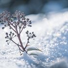 Wintertime - Winterfeeling