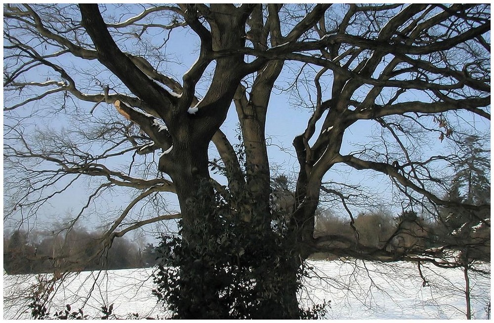 Wintertöne von Helga Niekammer