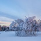 Winterträumchen im Schwarzwald