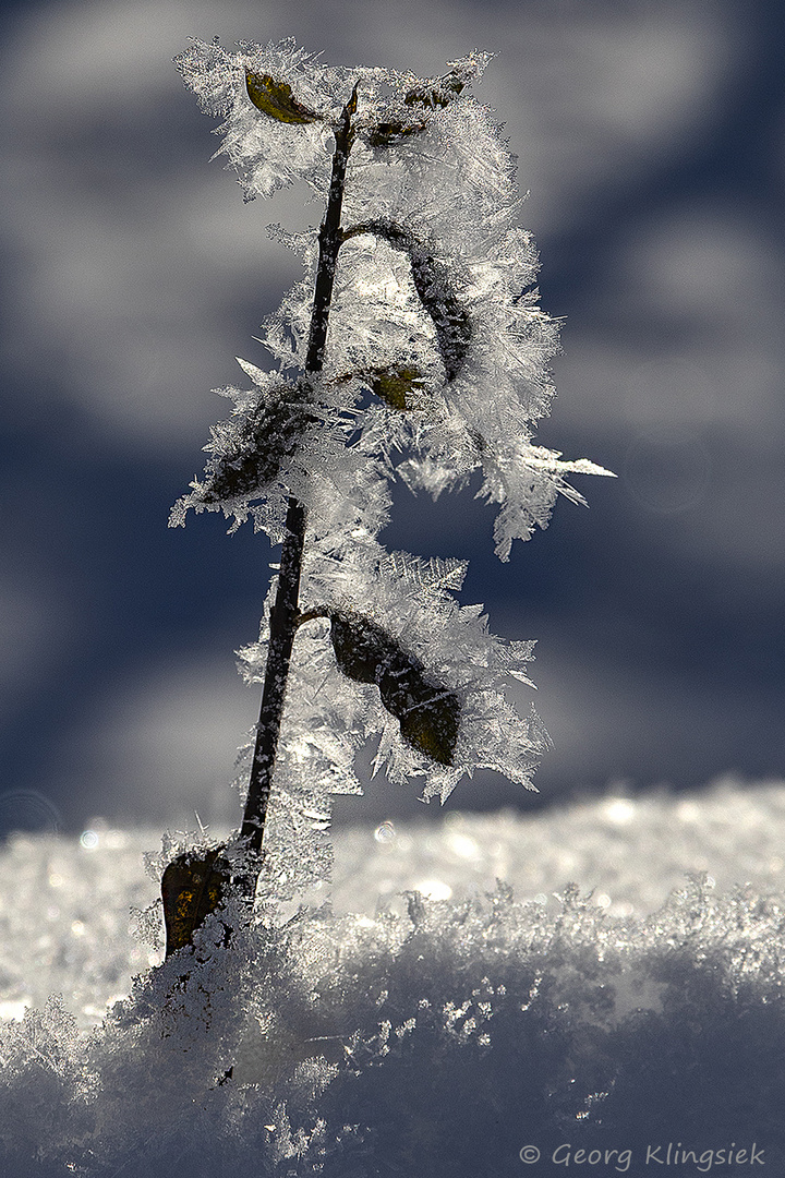 Winterträume 1