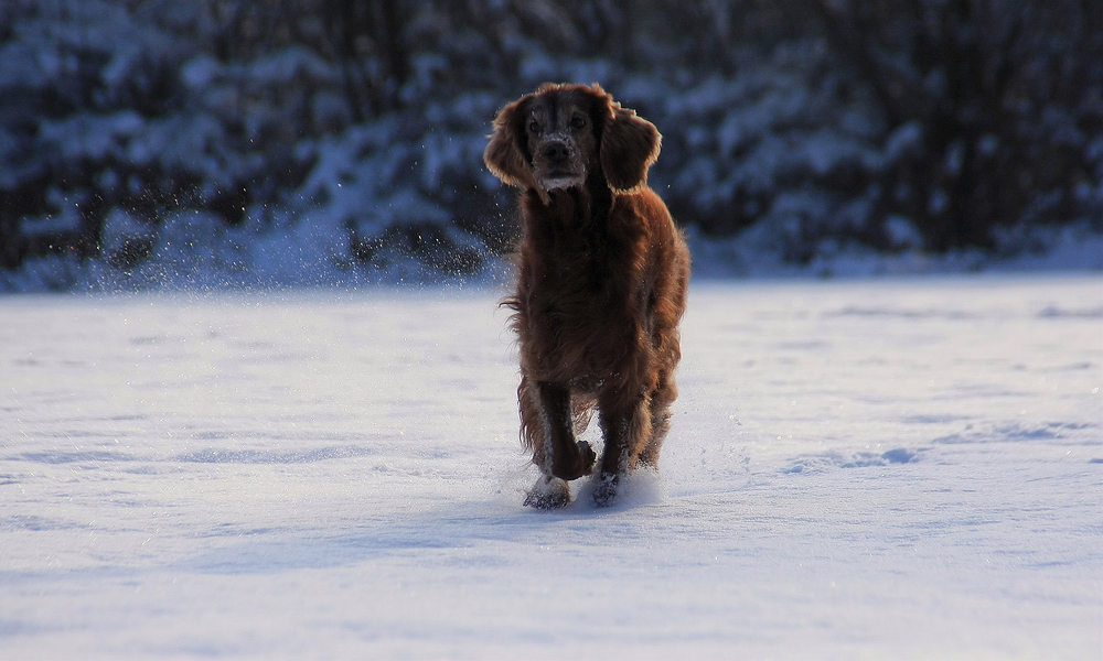 *Winterträume*