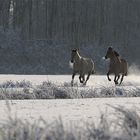 Winterträume