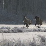 Winterträume