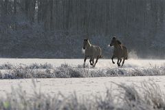 Winterträume