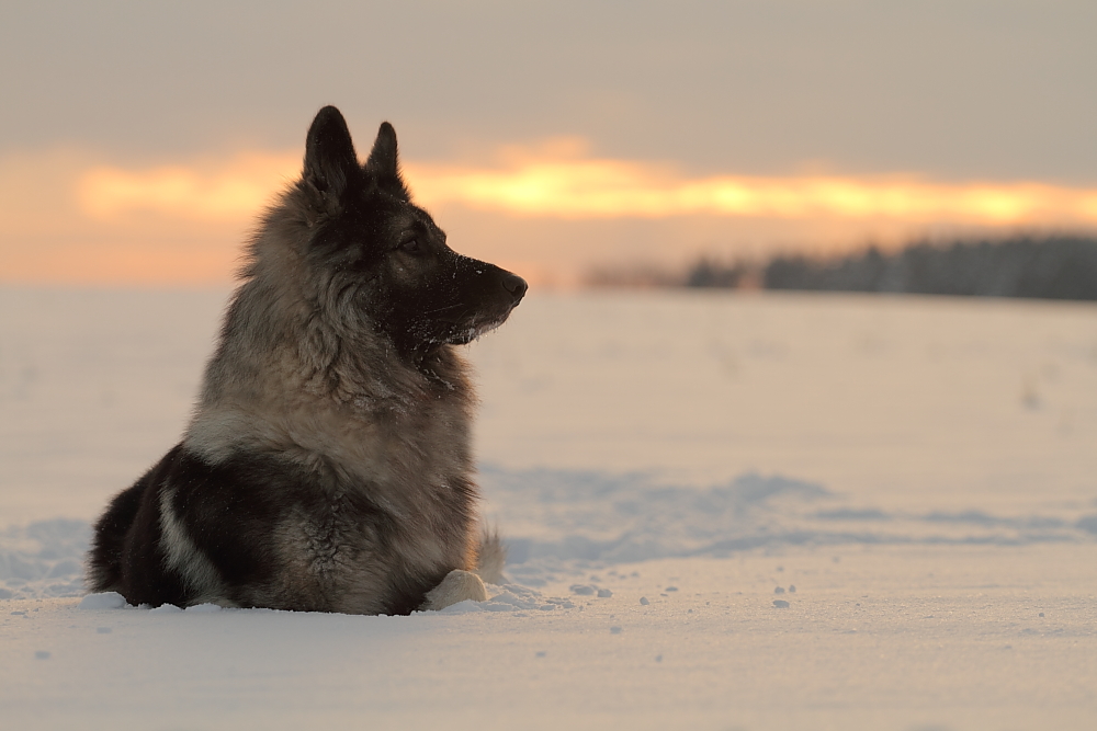 °°Winterträume°°