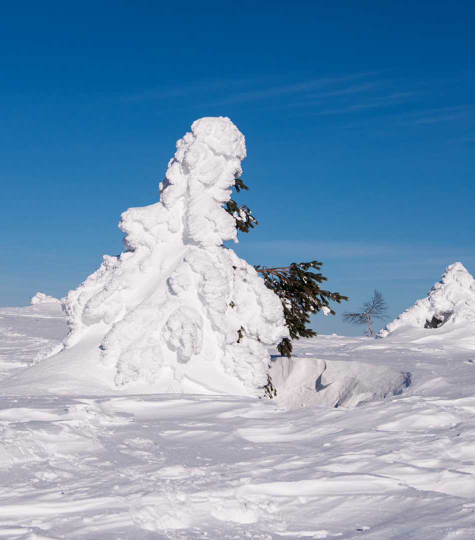 Winterträume