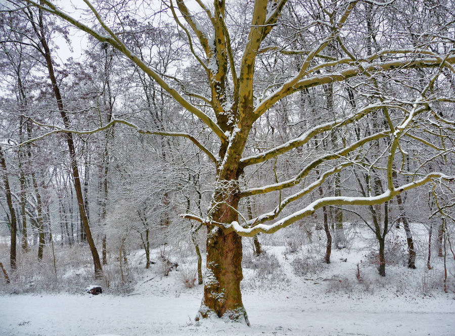 Winterträume - Schnee und Bäume