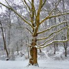 Winterträume - Schnee und Bäume