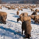 Wintertrail der tausend Schafe