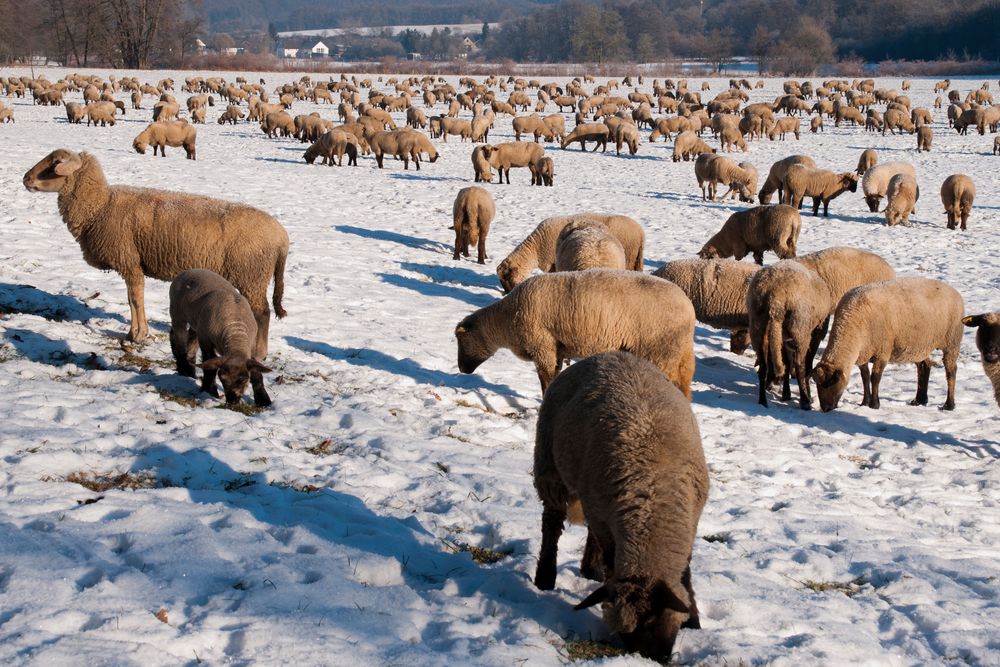 Wintertrail der tausend Schafe