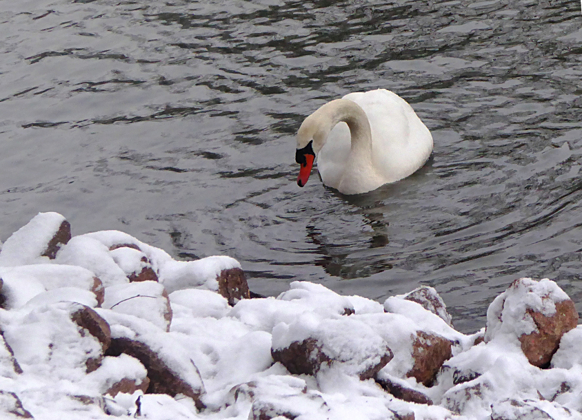 Wintertrauer