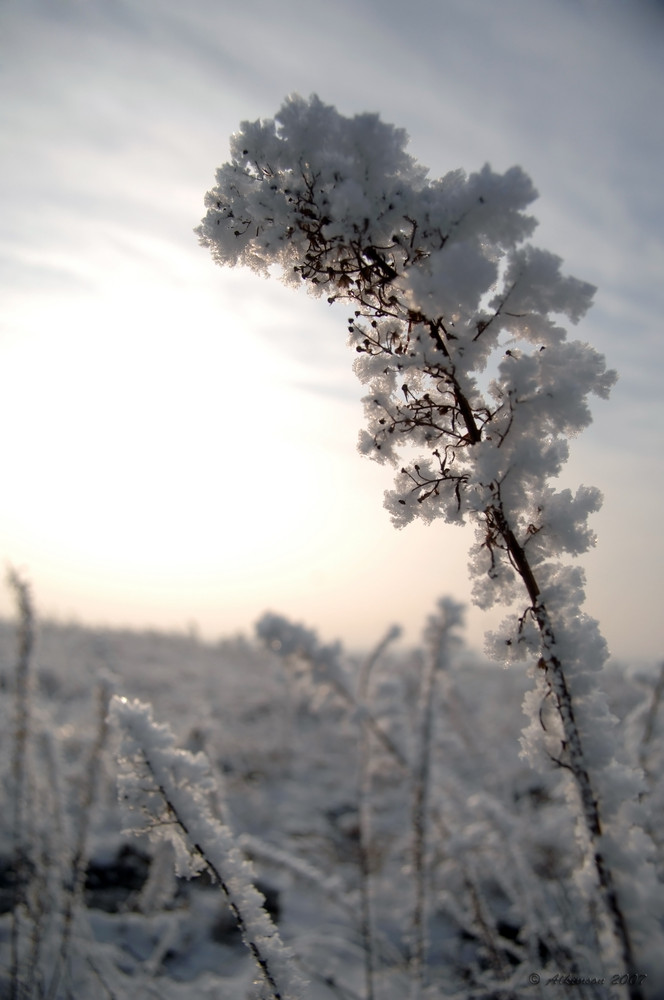 Wintertraum 2007 - Weiße  Wiesen