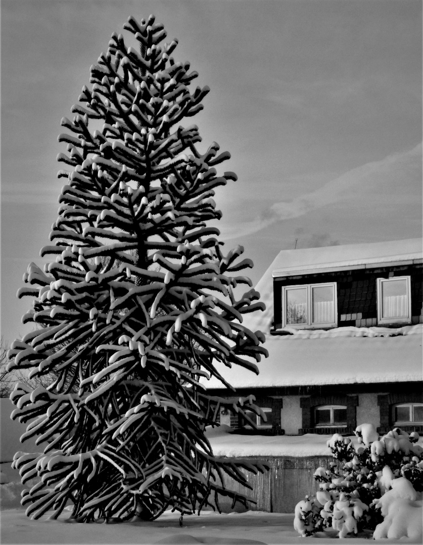 Wintertraum 2010 - Südliche Exotik verbrüdert sich mit Schnee in Münster 